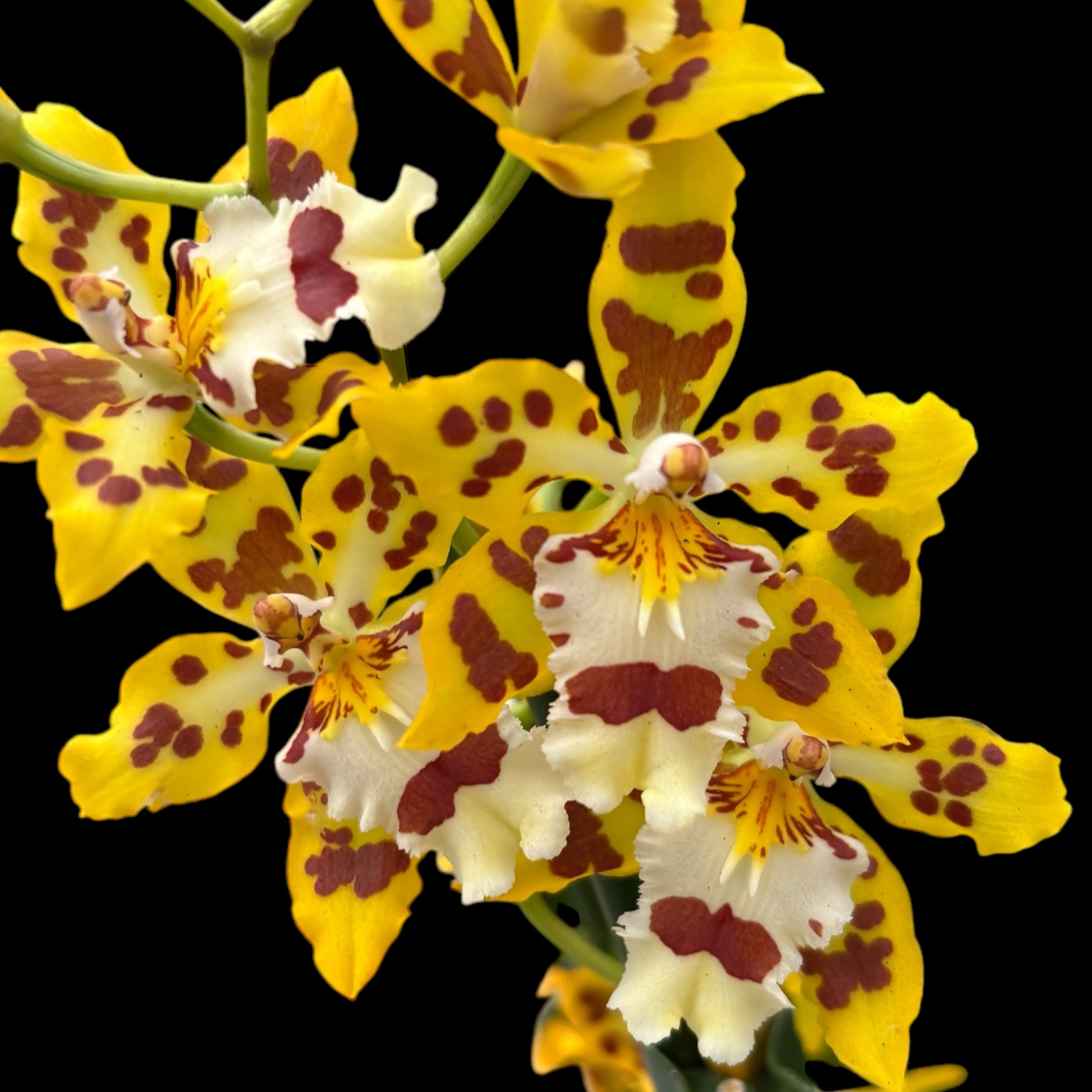 Odontocidium Remember Burkhard Holm (geurende bloemen)