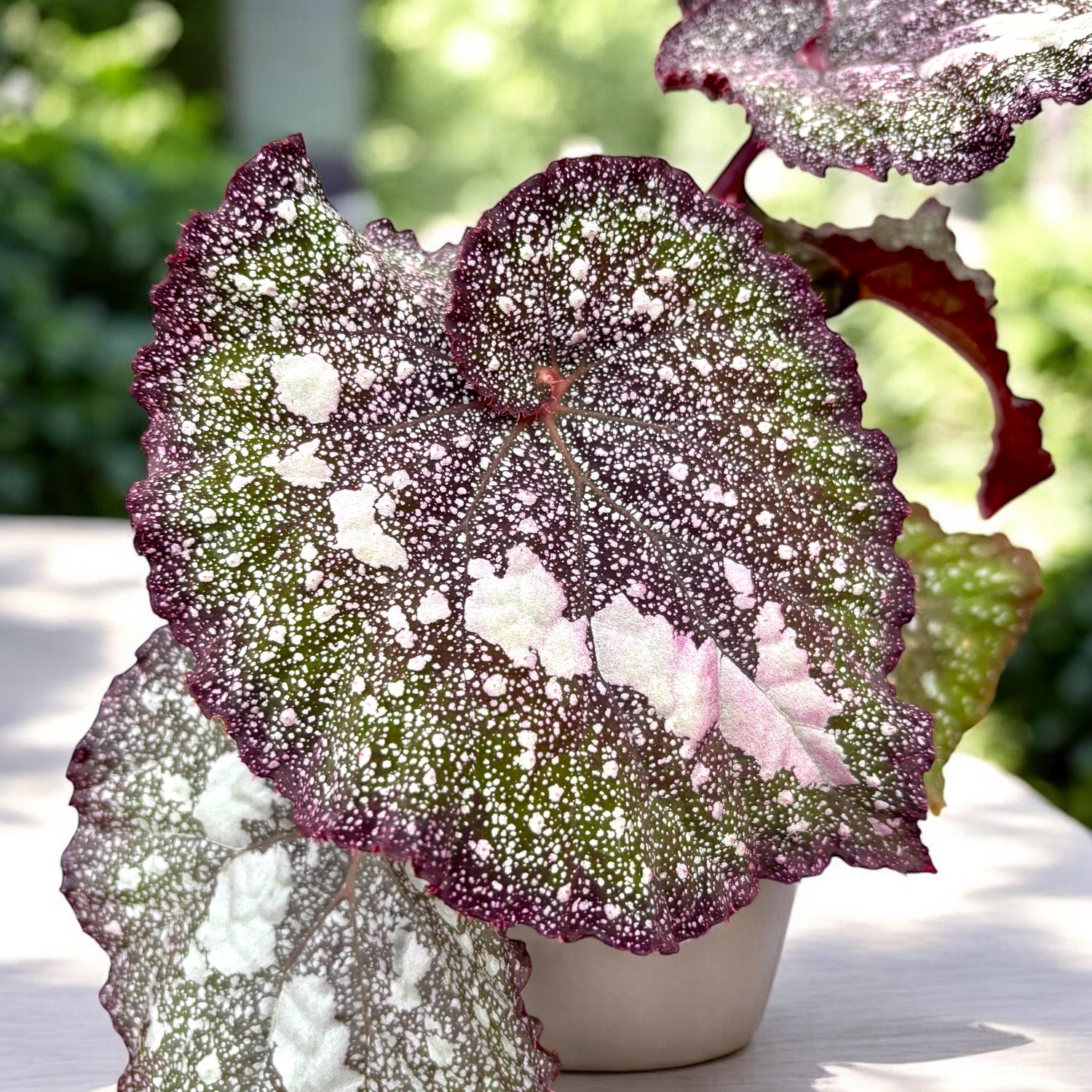 Begonia rex ‘Super Universe’