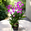Dendrobium Berry Oda *parfumé
