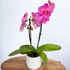 Phalaenopsis Big Lip Pink