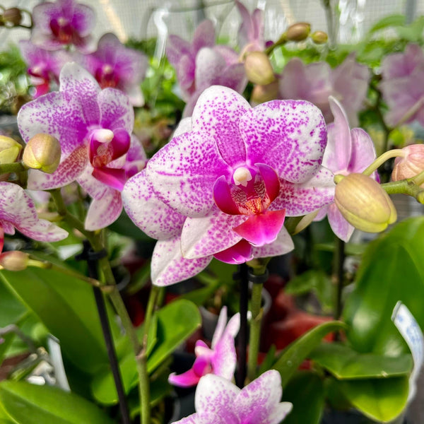 Phalaenopsis Anthura Rotterdam D9