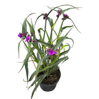 Tradescantia 'JS®Brainstorm' (evergreen, de gradina)