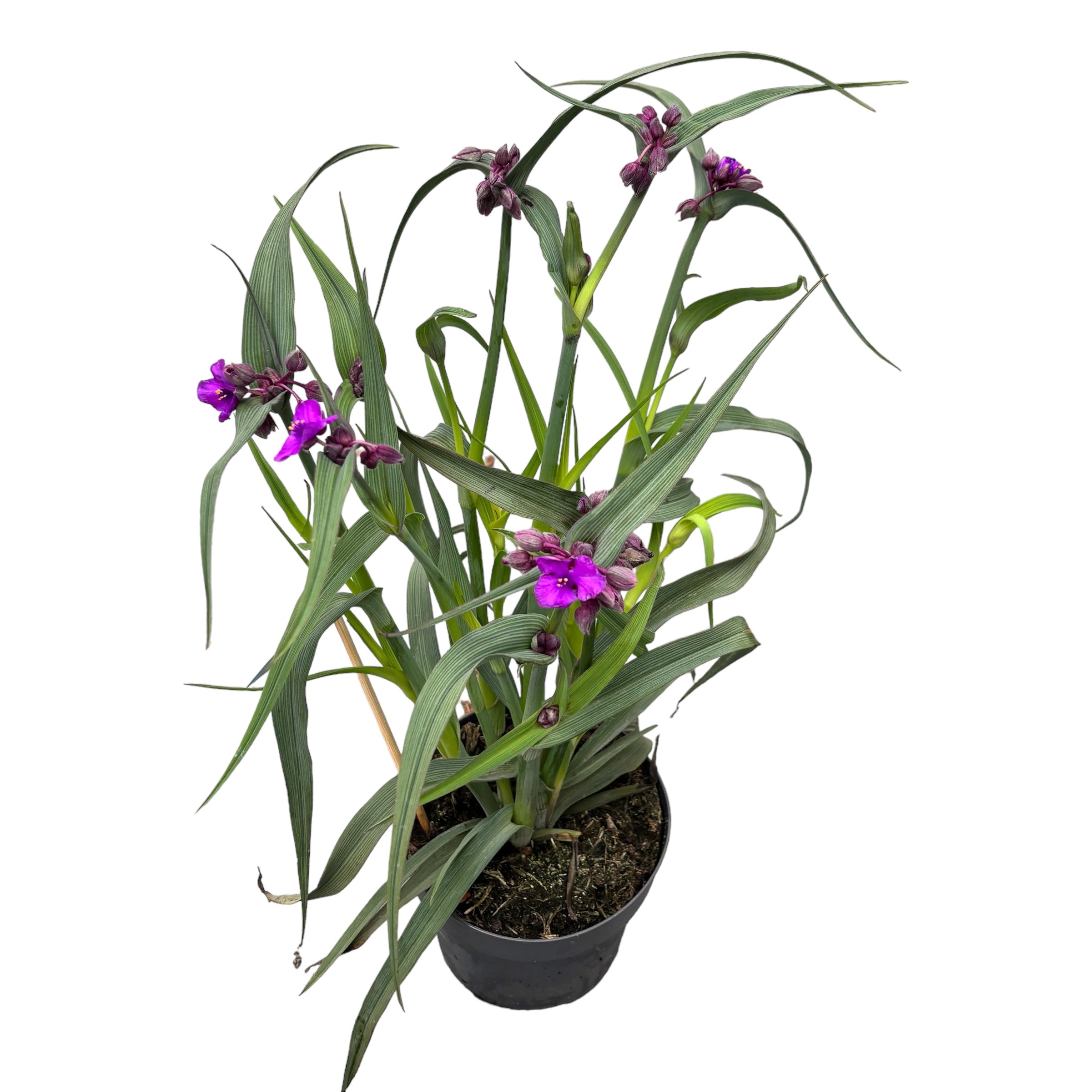Tradescantia 'JS®Brainstorm' (evergreen, de gradina)
