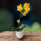 Phalaenopsis Younghome Golden Perfume - illatos virágok