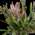 Rhipsalis Agudoensis