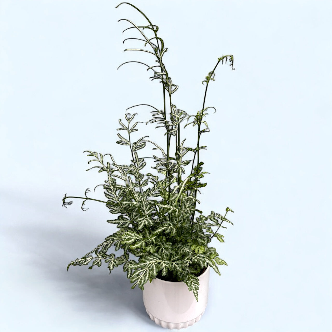 Pteris ensiformis ‘Evergemiensis’ -  feriga tropicala cu frunzis dantelat si reflexe argintii