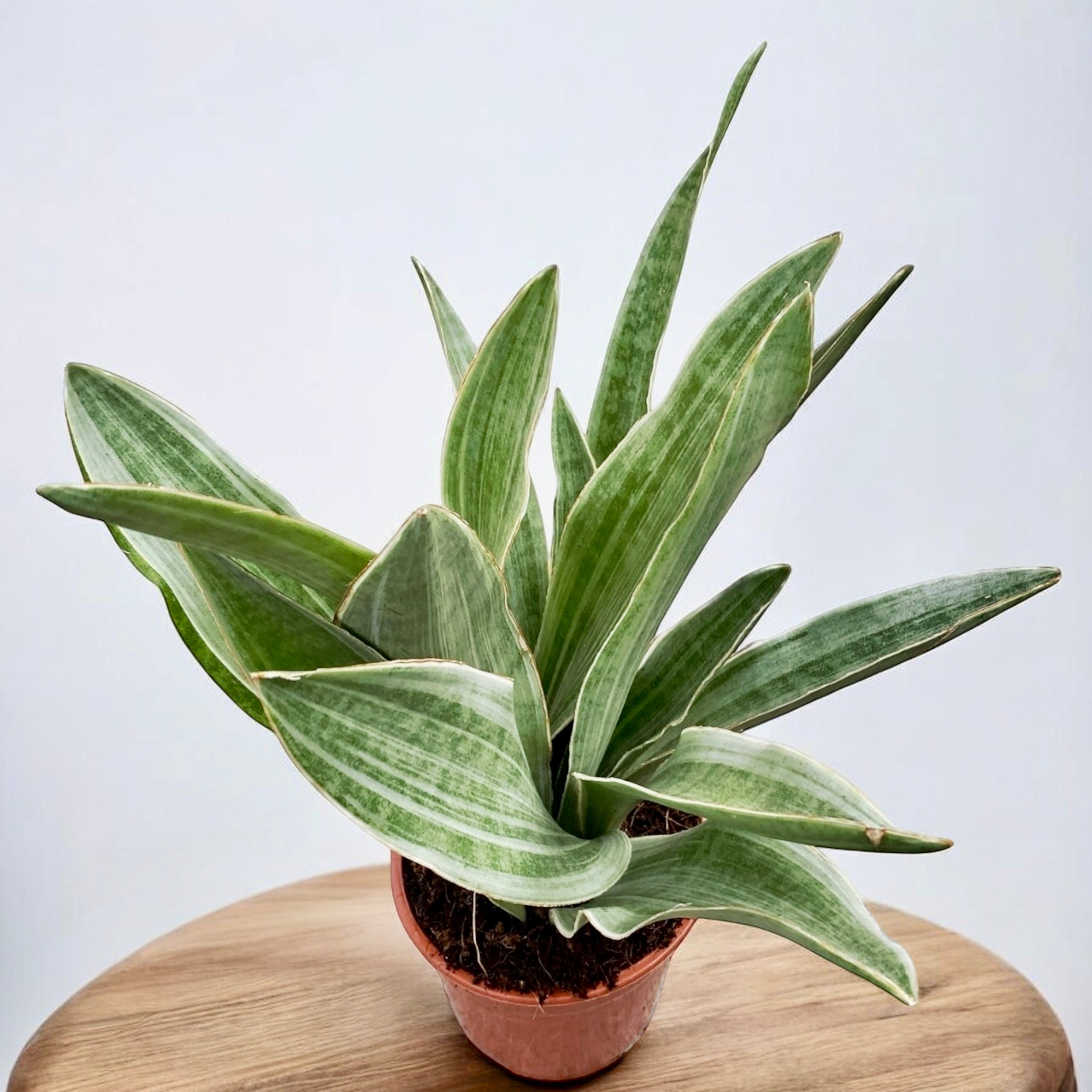 Sansevieria 'Aubrytiana Sayuri'