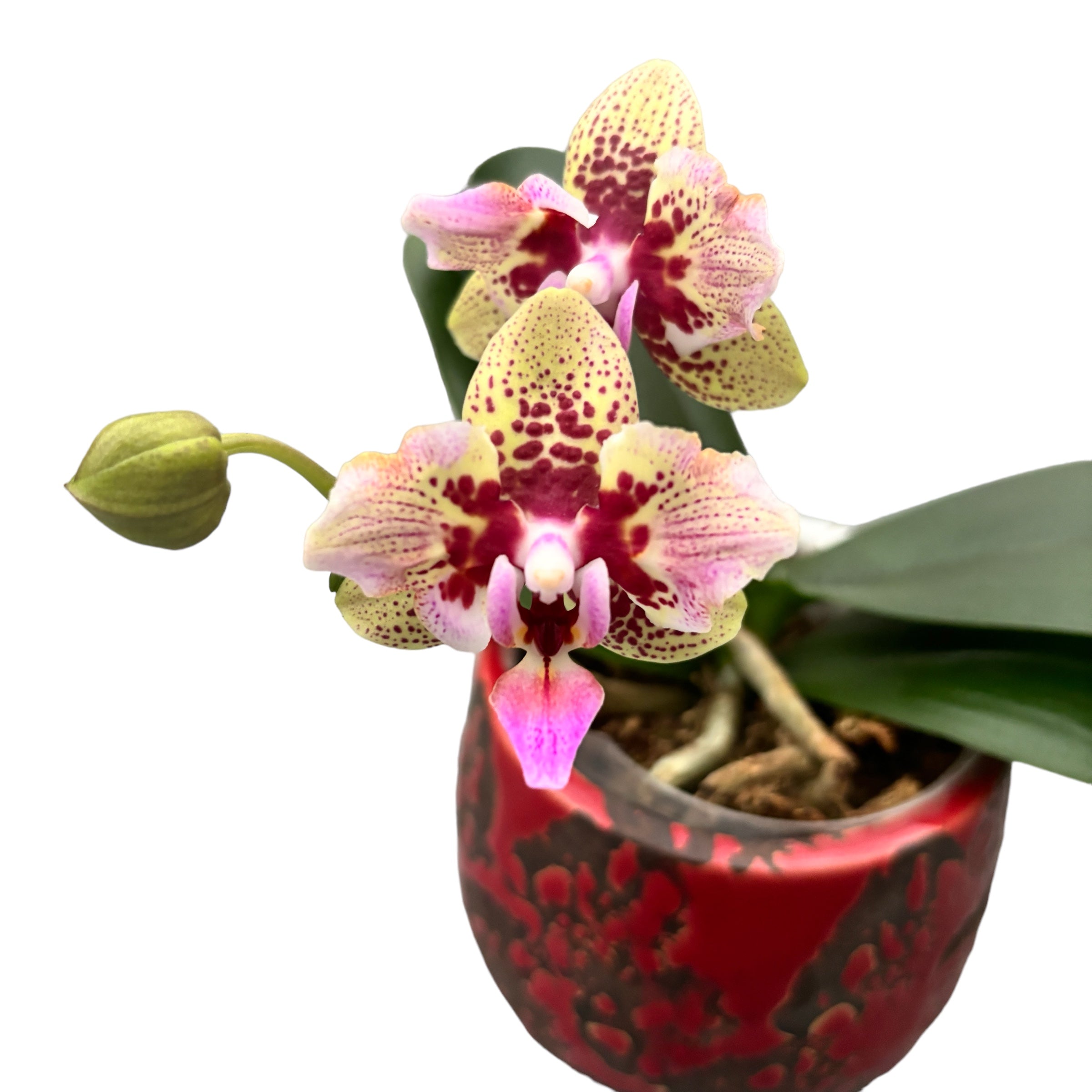Phalaenopsis Lucky Leopard (pelorična)