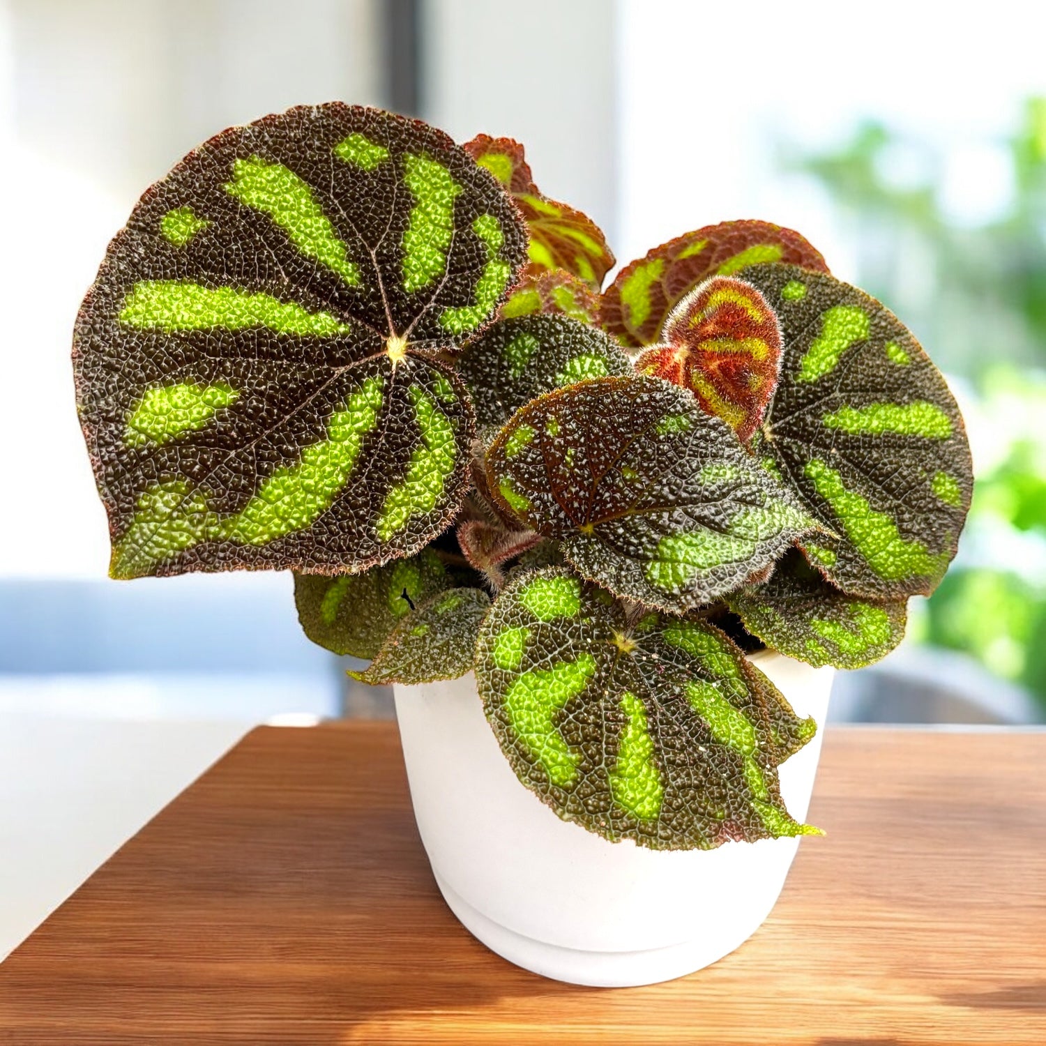Begonia 'Boulder' - varietate rara, iubita de colectionari