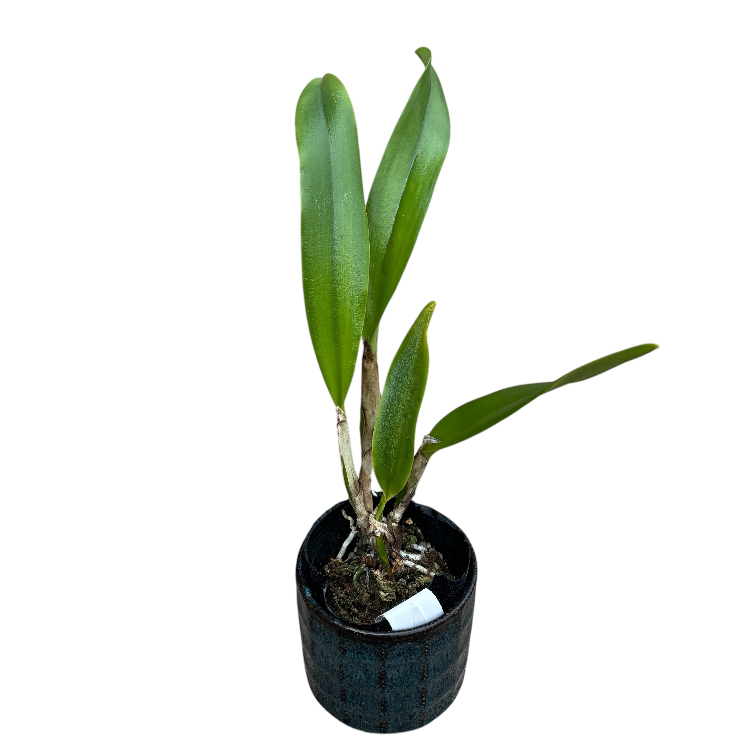 Rlc. Liu's Joyance parfumata