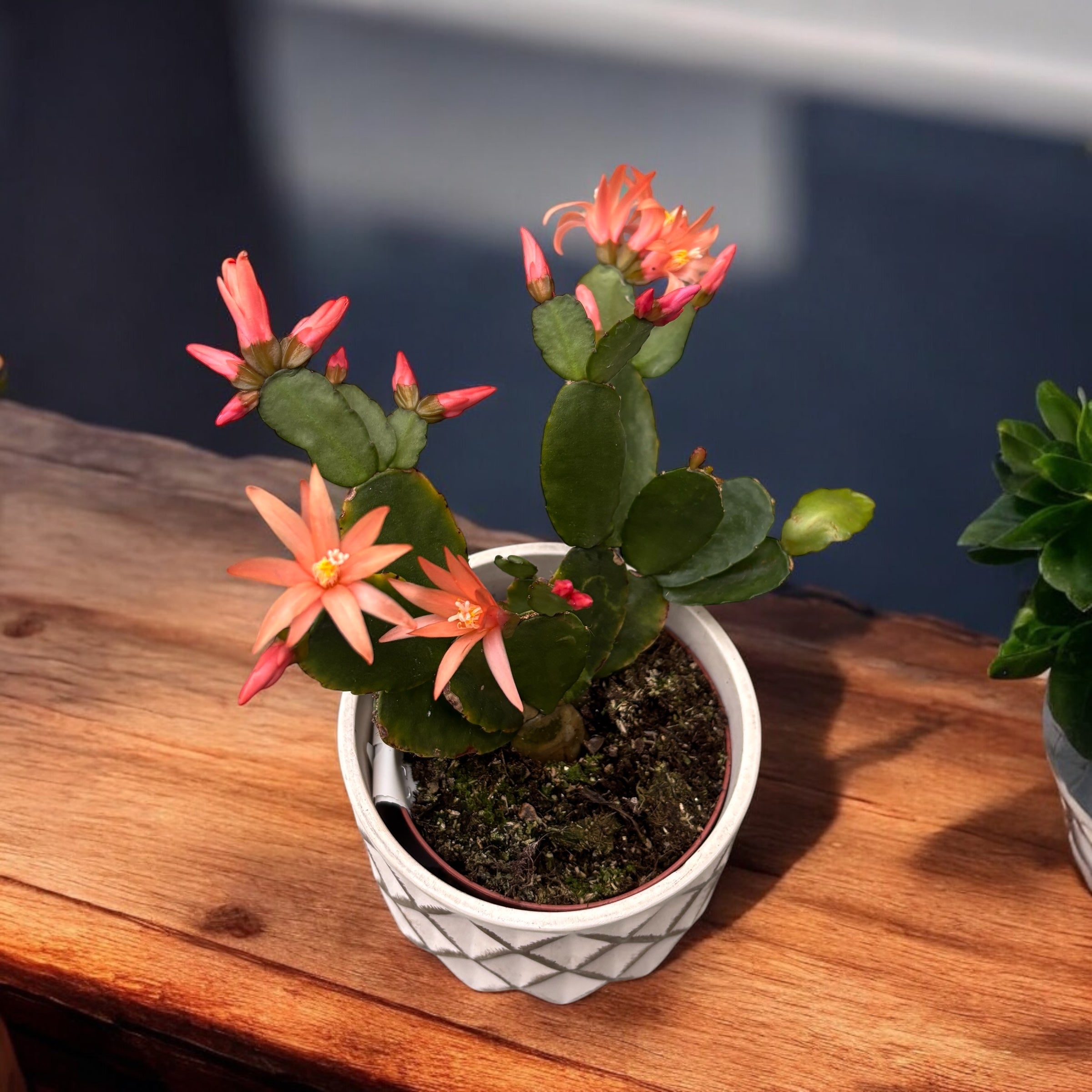 Rhipsalidopsis ‘Colombia’ (floarea pastelui) 2pp