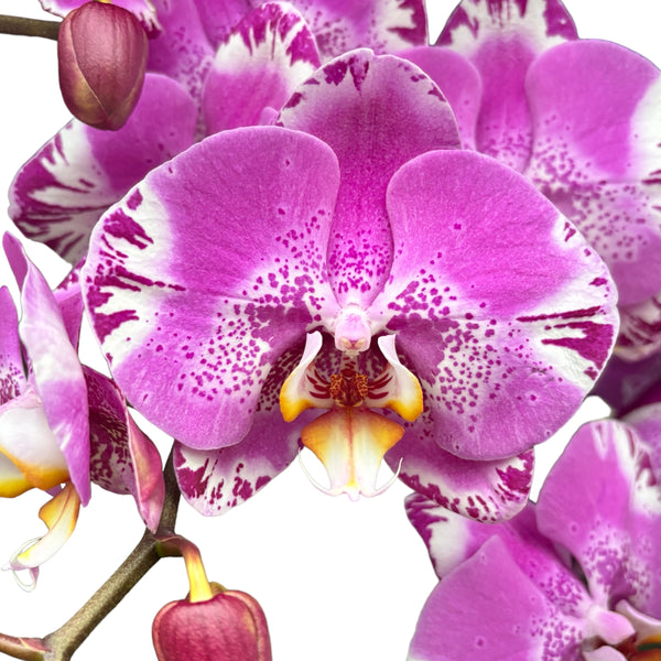 Phalaenopsis Victoria – die XXL-Blume