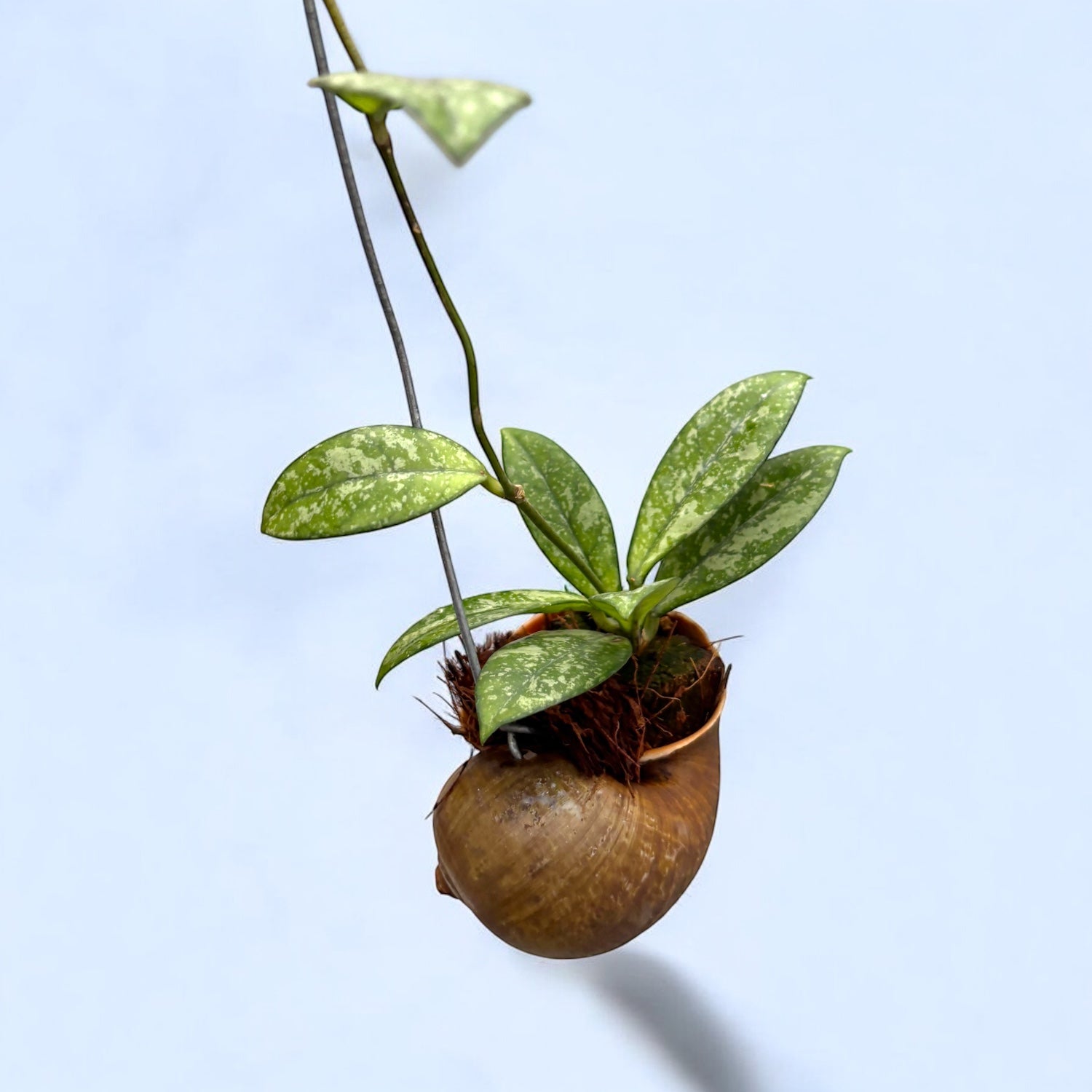 Hoya crassipetiolata 'Splash’ - montata in cochilie ‘Snaily’