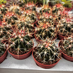 Ferocactus hamatacanthus – a robust cactus with curved spines, authentic desert appearance