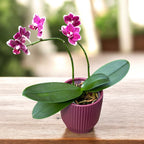 Phalaenopsis I-Hsin Black Soot 'Splash'