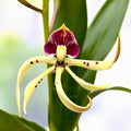 Prosthechea Elfin (Encyclia Elfin) - flori parfumate