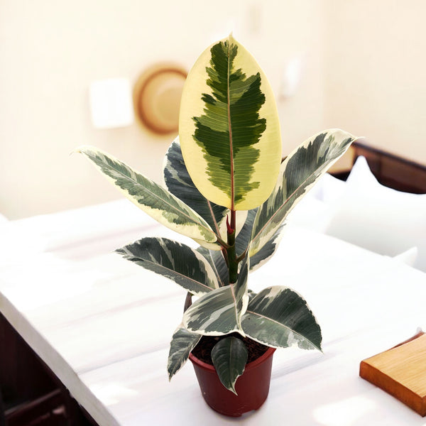 Ficus elastica Tineke XL