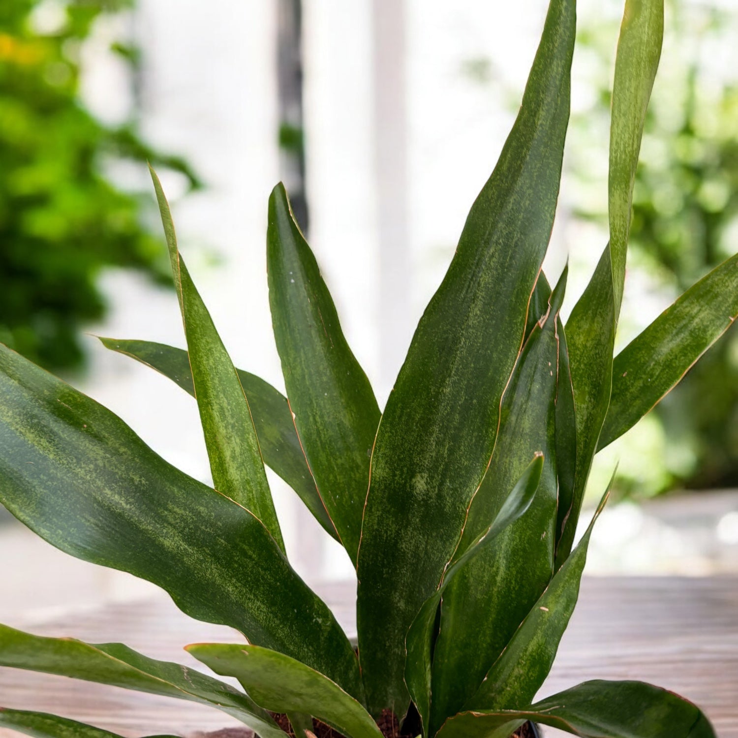 Sansevieria aubrytiana ‘Graylin’ – eleganta moderna in tonuri gri-argintiu si frunzis arhitectural
