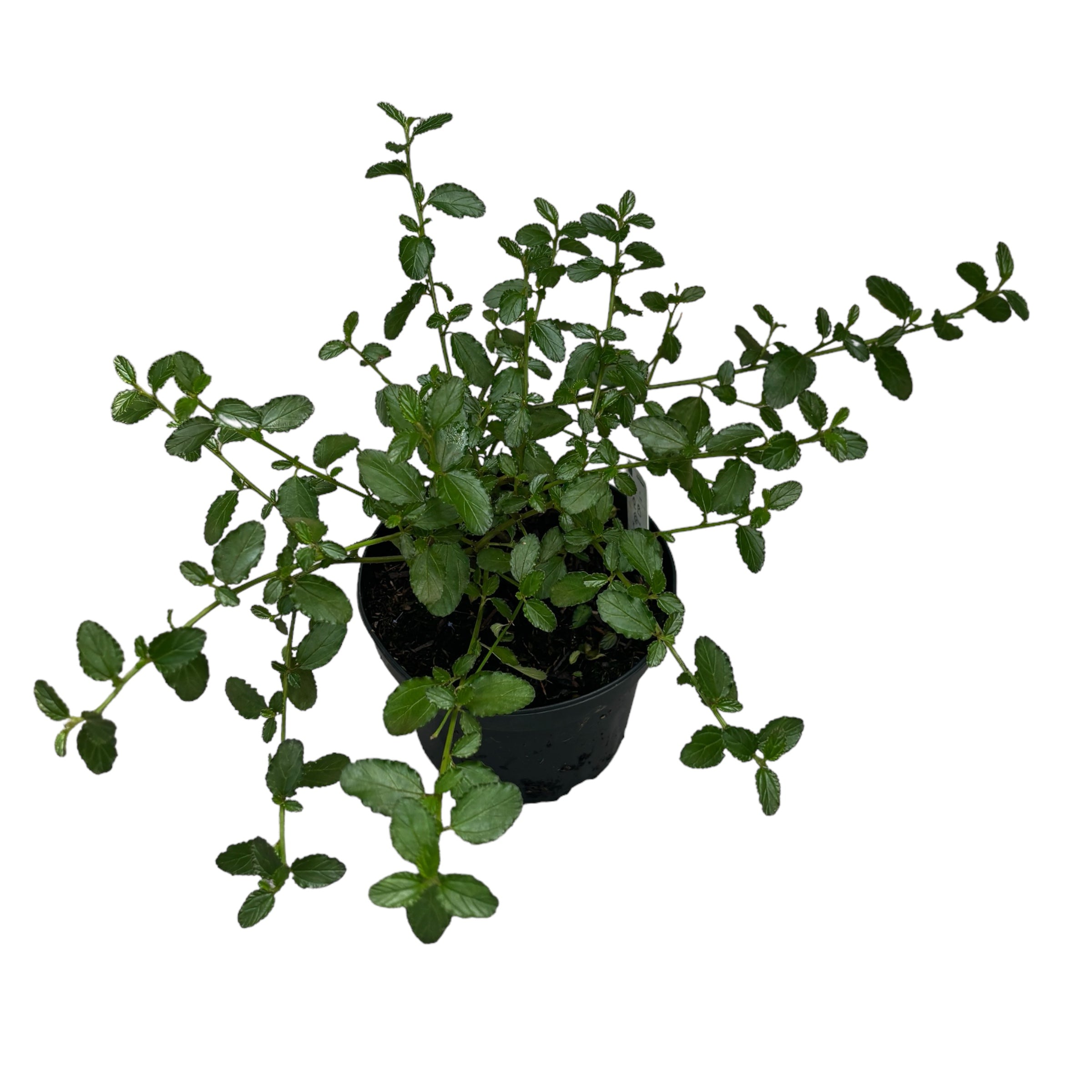 Liliac californian - Ceanothus thyrsiflorus var. repens (evergreen)