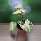 Syngonium 'Šedý duch'