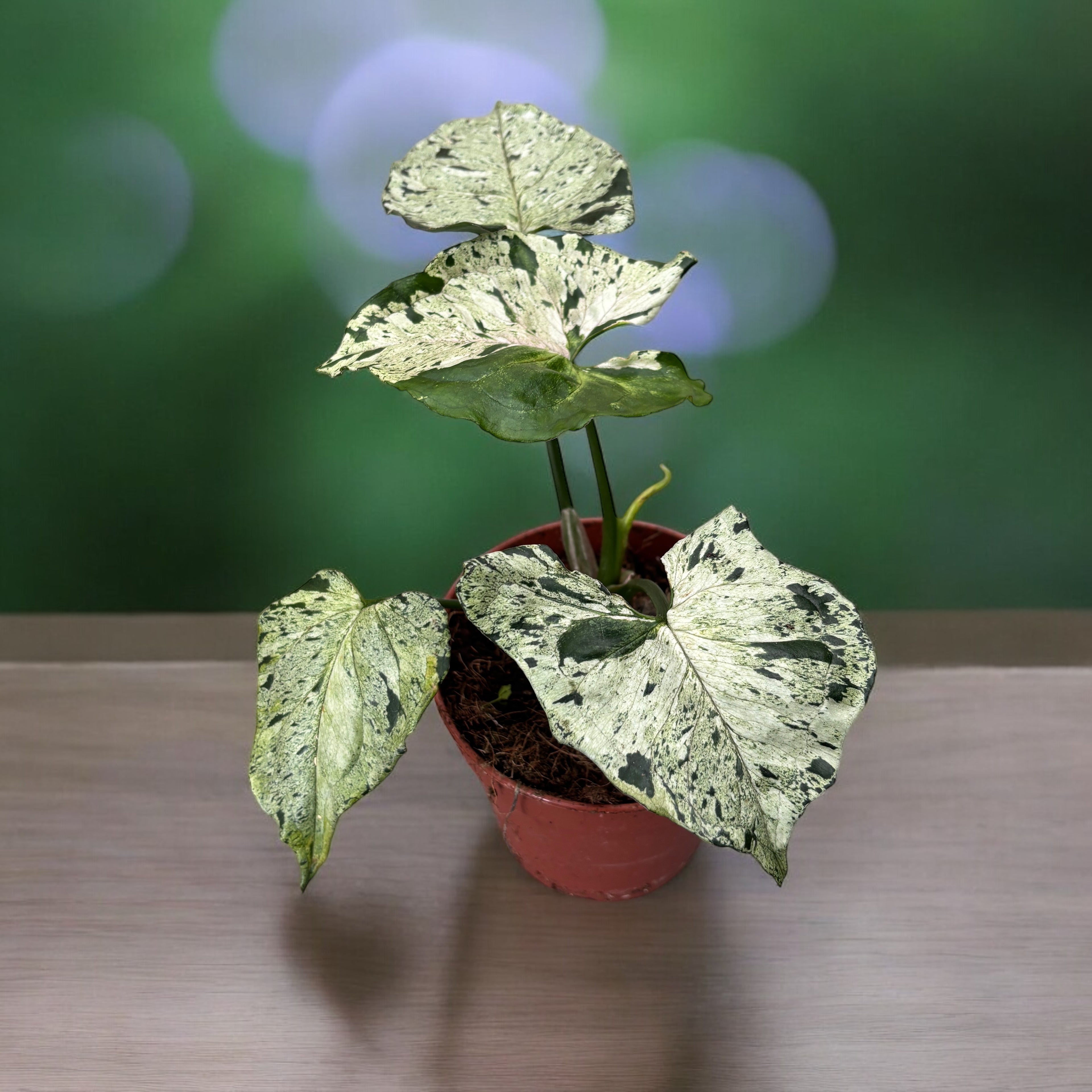 Syngonium ‘Grey Ghost’