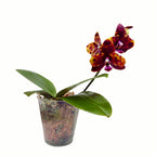 Phalaenopsis Allura 'Voodoo' *voňavá