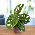 Monstera Adansonii (Philodendron Monkey Mask) D9