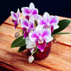 Phalaenopsis Pico Brother Sweetheart (peloric)