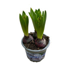 Giacinti rosa - Hyacinthus orientalis 'Pink Pearl' 3pp
