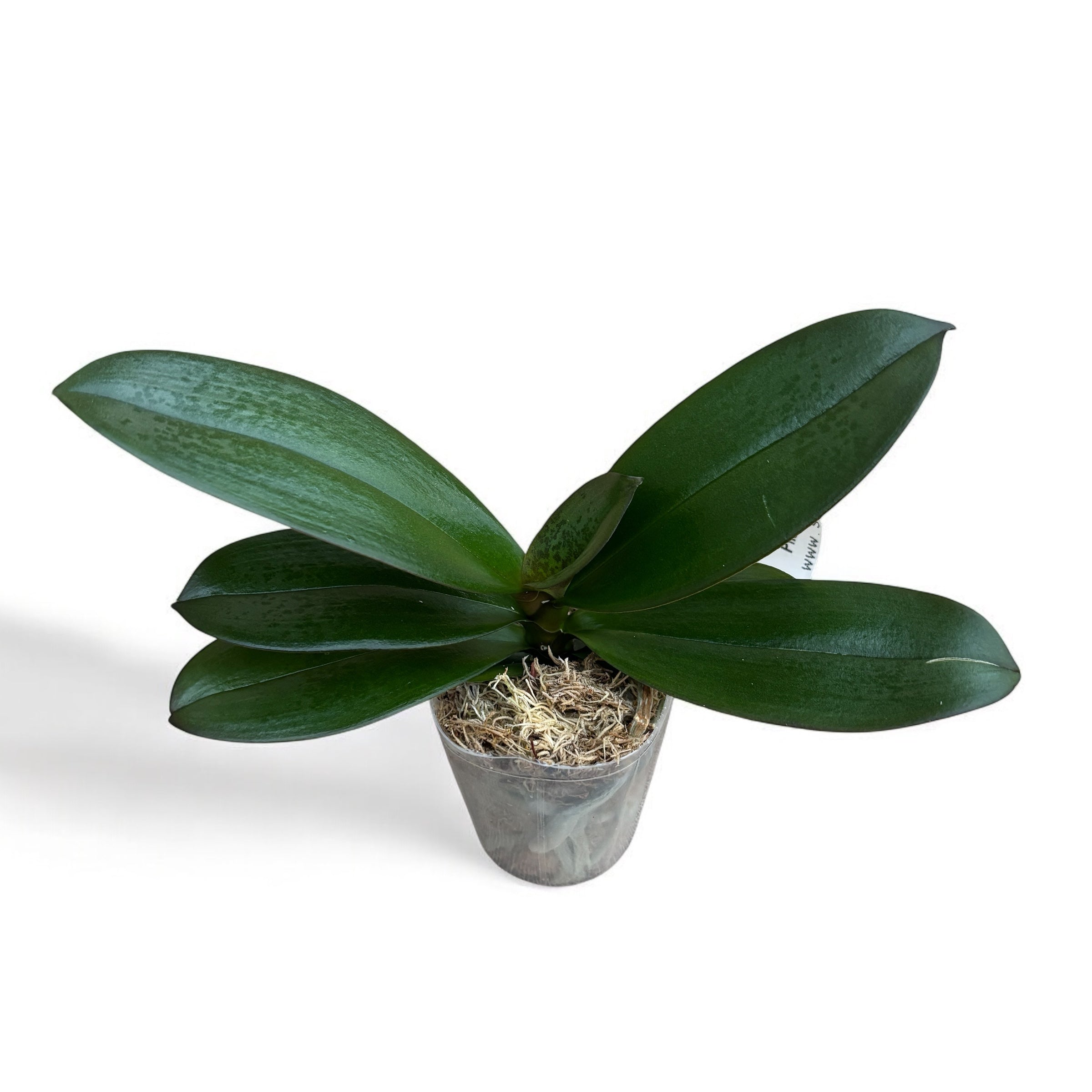 Phalaenopsis Sogo Very Maple (big lip)