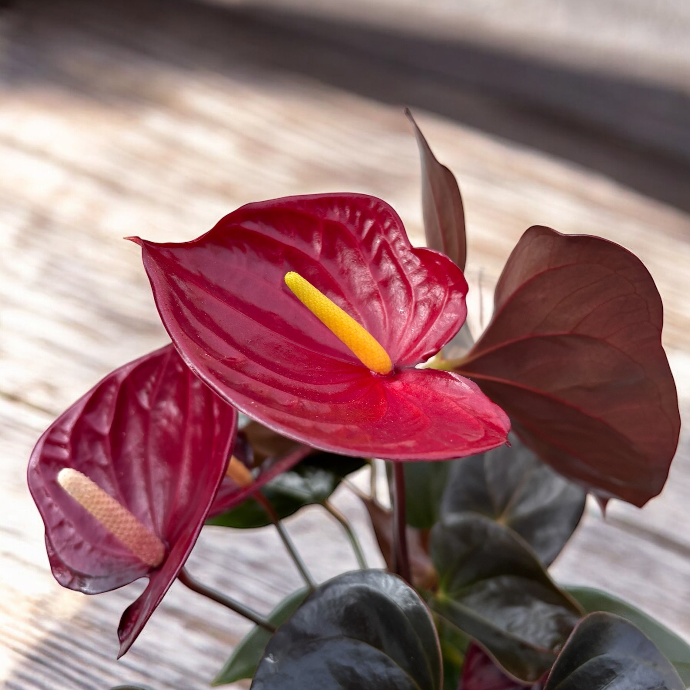 anthurium kozohara Anthurium Andreanum Delicata – Secret Garden Plant Shop