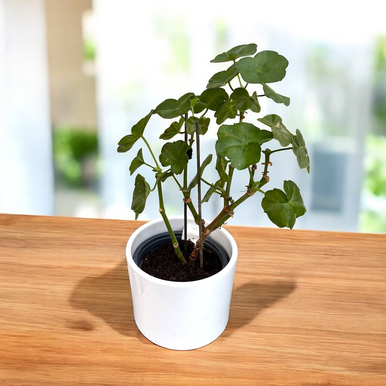 Pelargonium peltatum ‘Royal Hot Pink (muscata curgatoare cu flori duble roz)