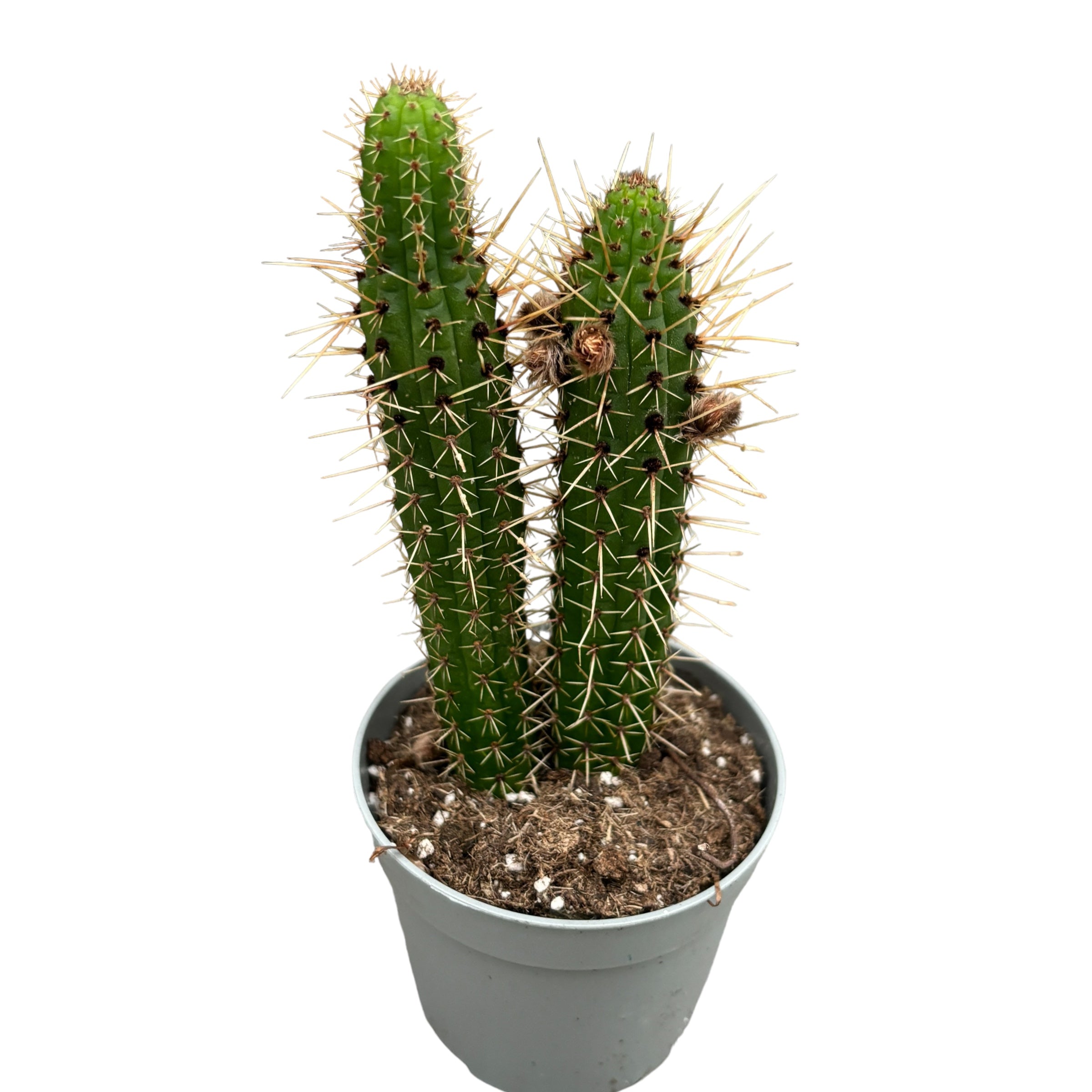Cleistocactus baumannii
