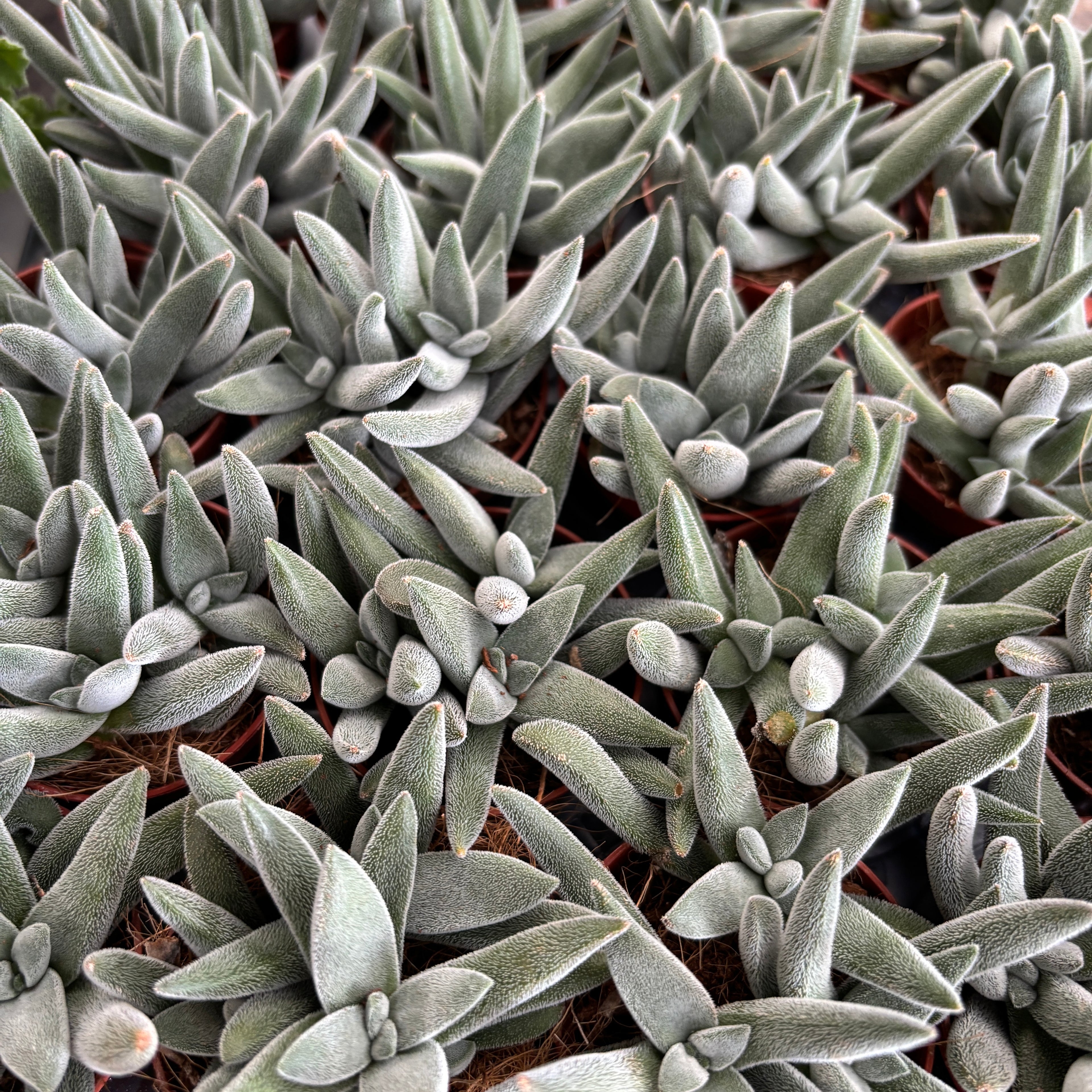 Crassula Silver Spark