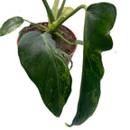 Philodendron Mottled Golden Dragon
