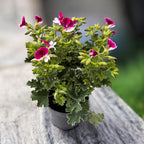 Muscate antitantari - Pelargonium ‘Angel Perfume Senna'