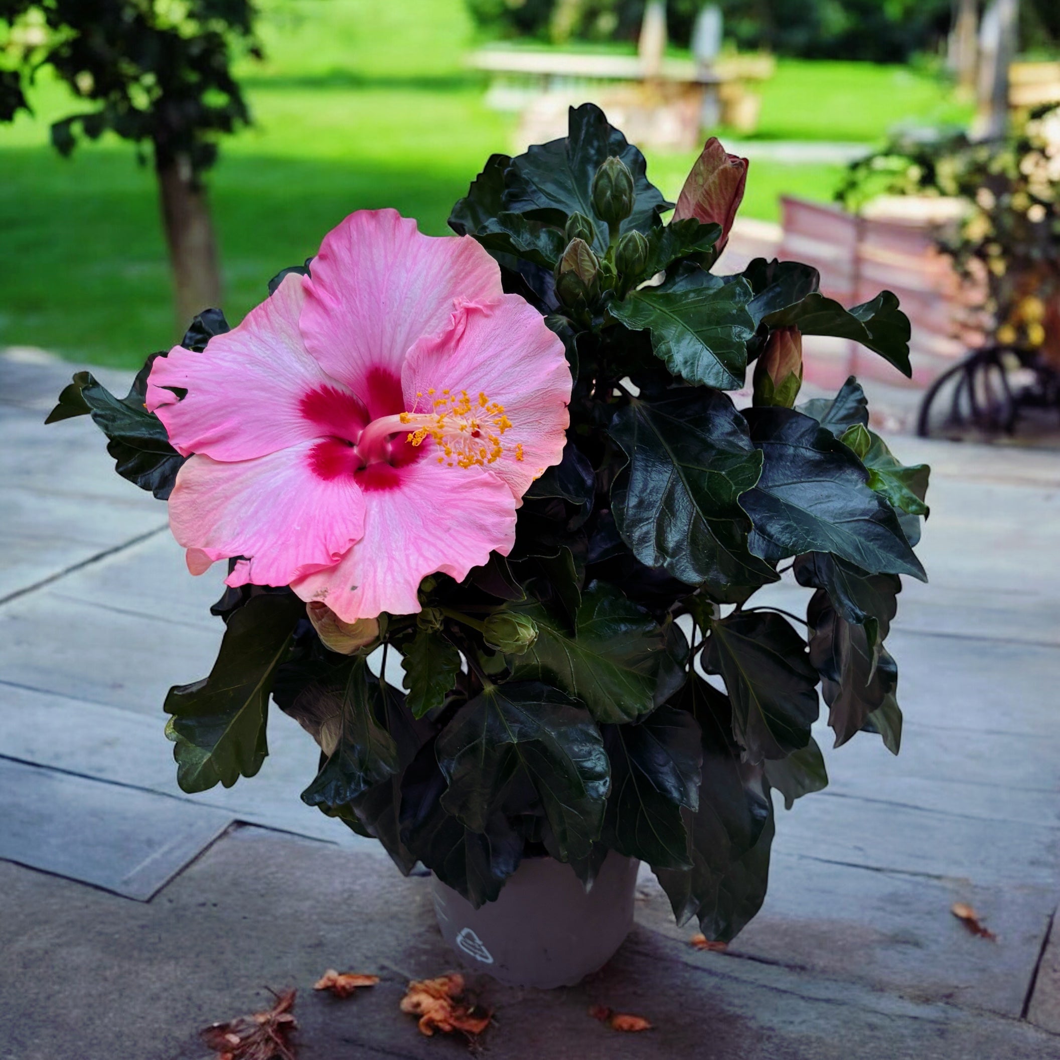 Hibiscus rosa-sinensis 'Jersey' (nagy rózsaszín virágú japán rózsa)