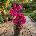 Bougainvillea 'Pink' - Pink Paper Flower