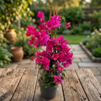 Bougainvillea 'Pink' - Pink Paper Flower