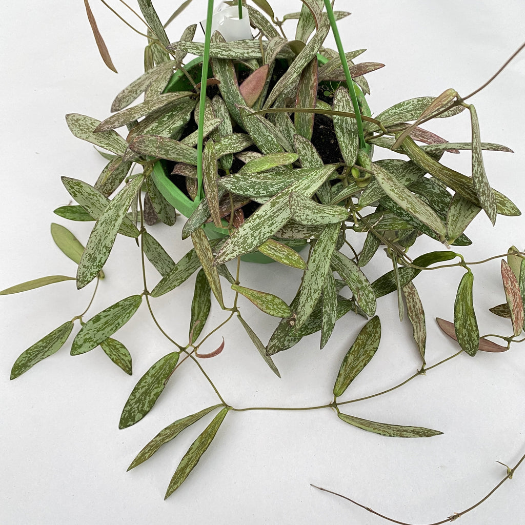 Hoya sigillatis - exemplare mari, liane lungi!