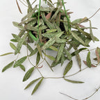 Hoya sigillatis - exemplare mari, liane lungi!