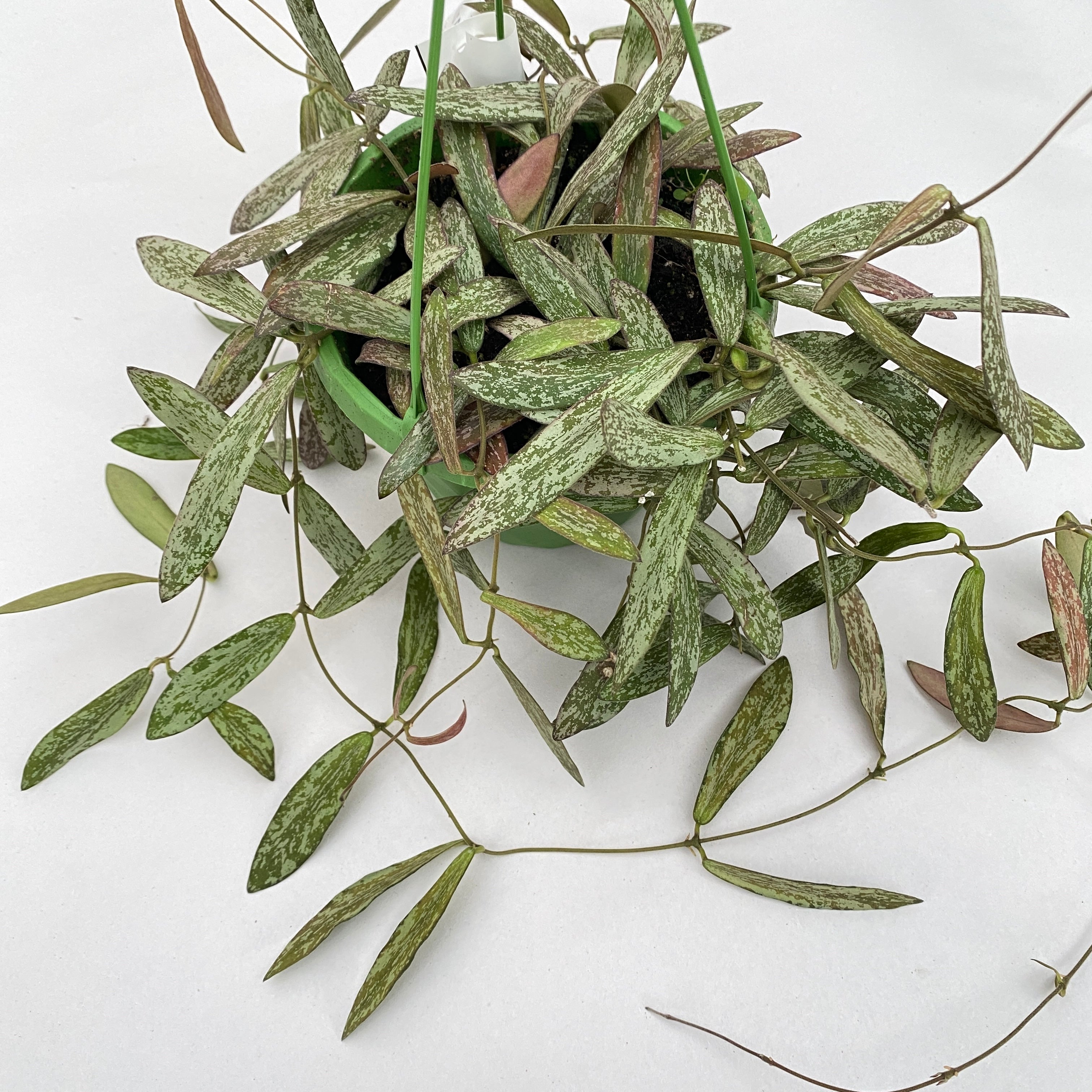 Hoya sigillatis - exemplare mari, liane lungi!