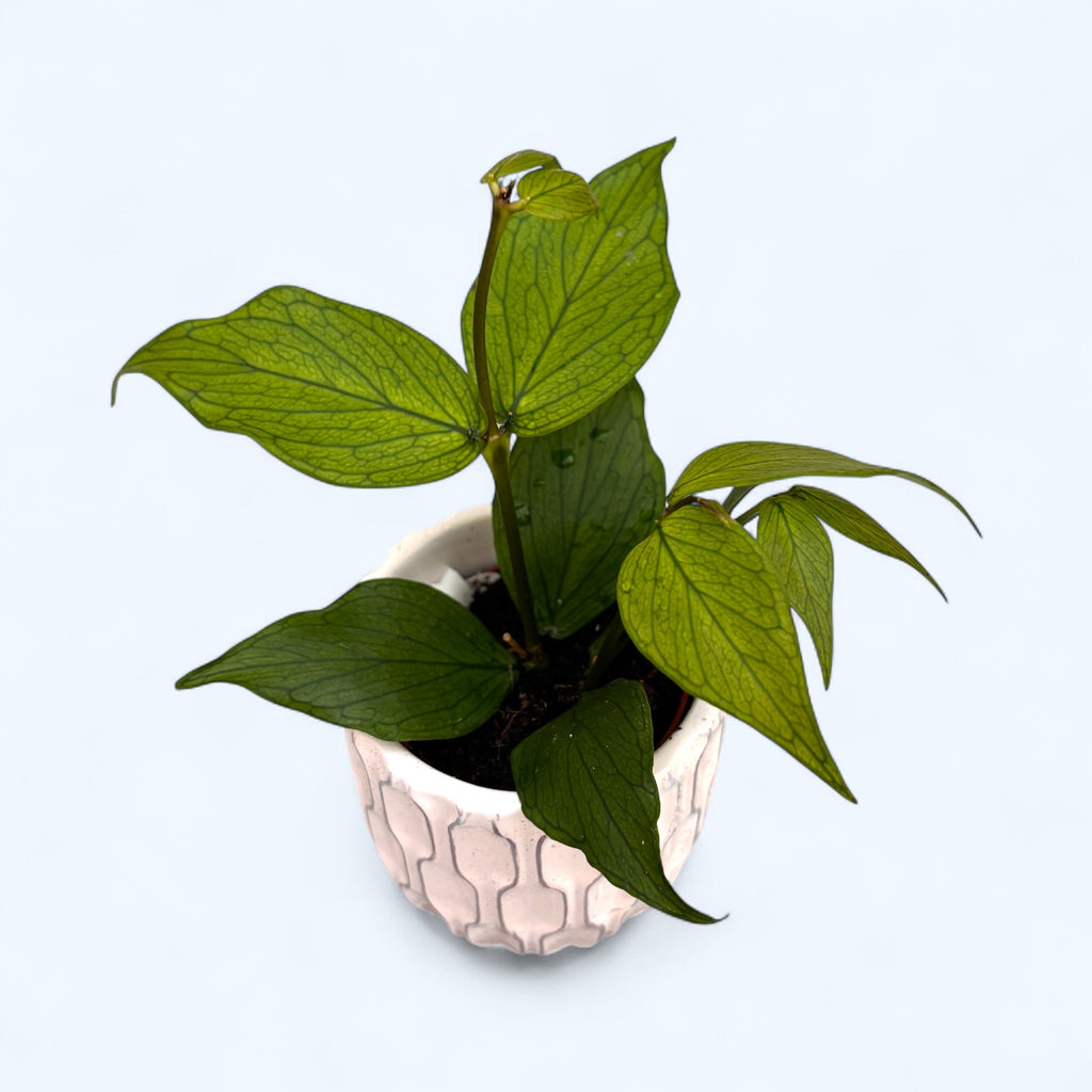 Hoya polyneura (Fishtail Hoya) D6