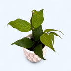 Hoya polyneura (Fishtail Hoya) D6