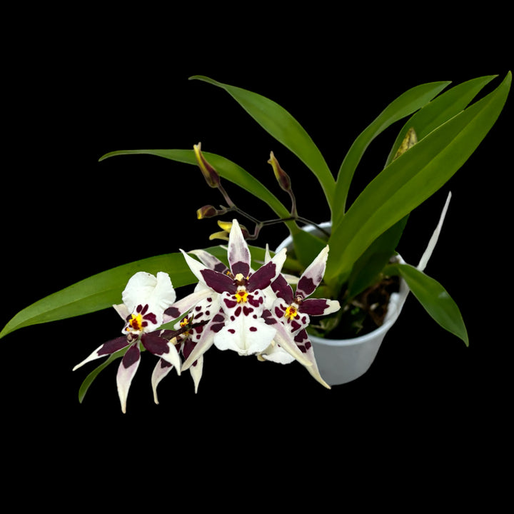 Oncidium (Cyrtocidium) Holm’s Wizard  - white - foarte parfumat!