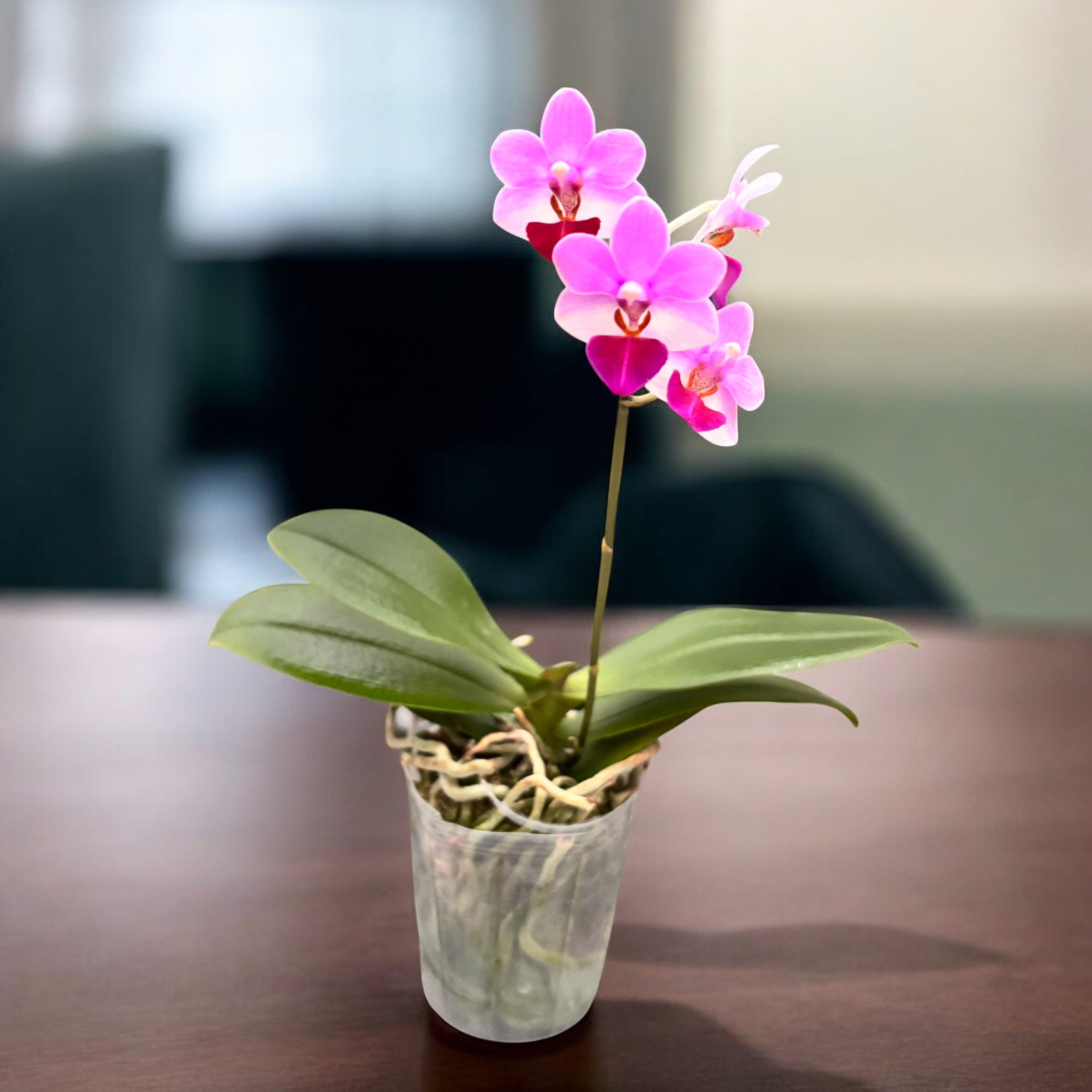 Phalaenopsis Liu's Triprince 'MK' * parfumat