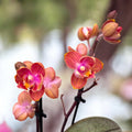 Phalaenopsis Dusty Belle - αρωματικά και πελώρια λουλούδια