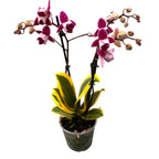 Phalaenopsis Chia E Yenlin (frunze variegate) - flori pelorice