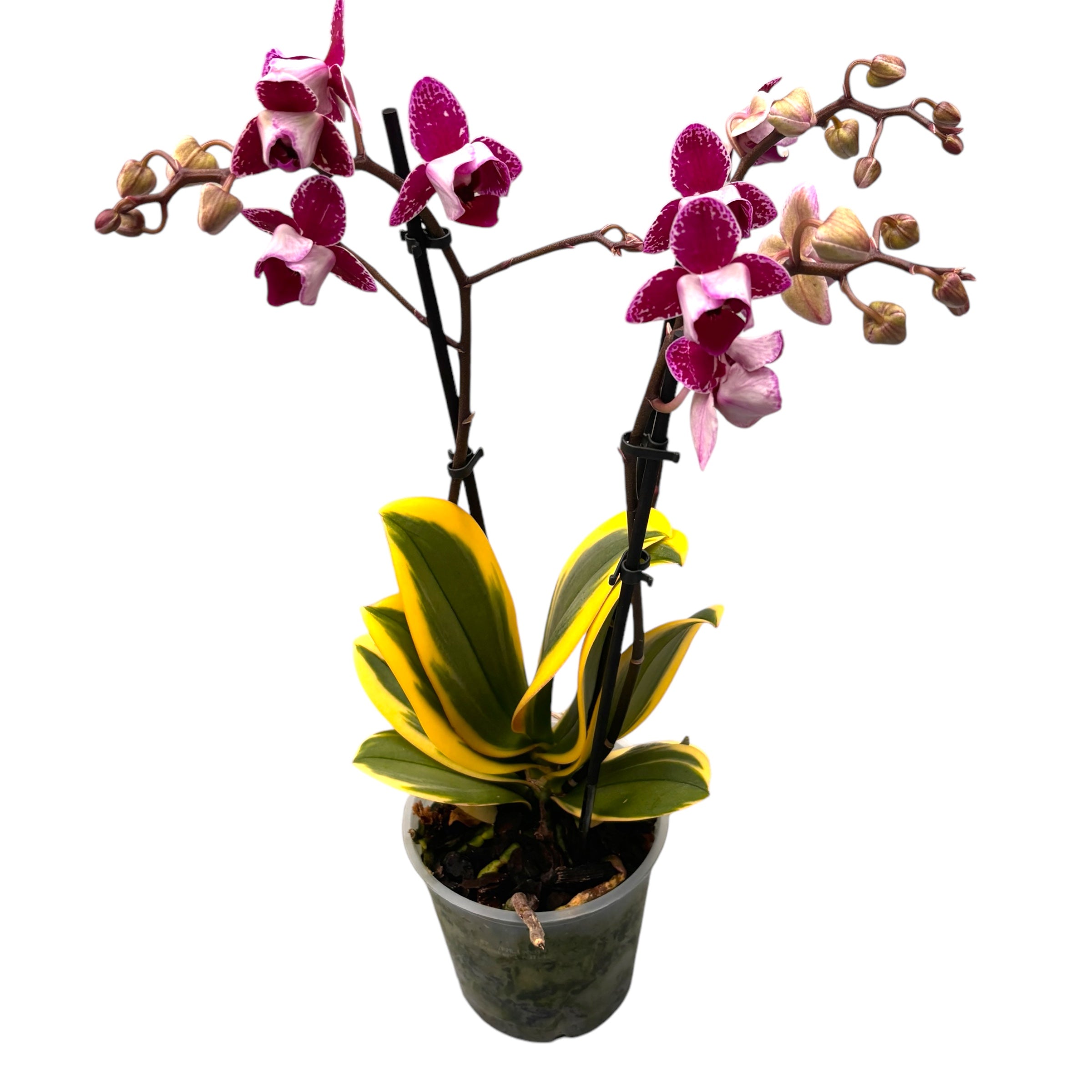Phalaenopsis Chia E Yenlin (buntblättrig) - pelorische Blüten