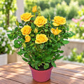 Rosa Yellow Star - yellow dwarf roses